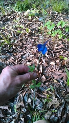 Delphinium alabamicum