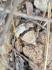 Pseudozarba bipartita