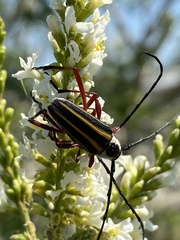 Sphaenothecus bilineatus