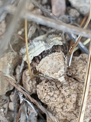 Pseudozarba bipartita