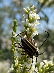 Sphaenothecus bilineatus