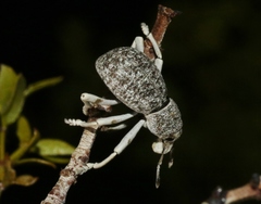 Ophryastes argentatus