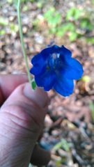 Delphinium alabamicum