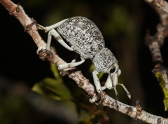 Ophryastes argentatus