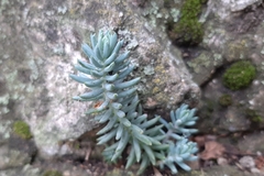 Semperviveae
