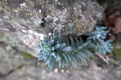 Semperviveae