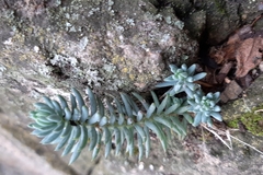Semperviveae