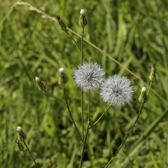Hypochaeris chillensis