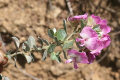 Podalyria variabilis