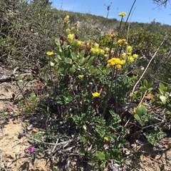 Lomatium parvifolium