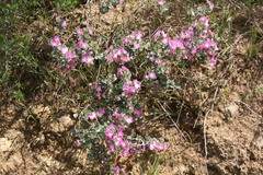 Podalyria variabilis