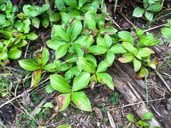 Cornus canadensis