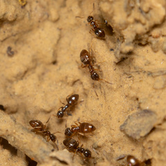 Plagiolepis schmitzii