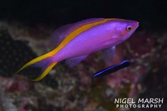 Mirolabrichthys tuka