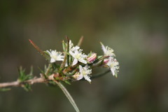 Spergularia bocconei