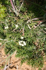 Spergularia bocconei