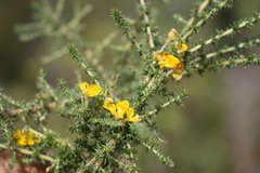 Aspalathus divaricata