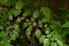 Witheringia mexicana