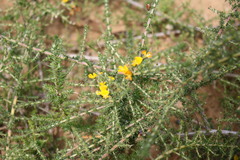 Aspalathus divaricata