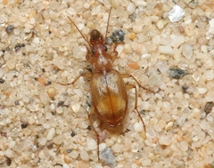 Tetragonoderus pallidus