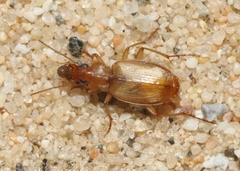 Tetragonoderus pallidus
