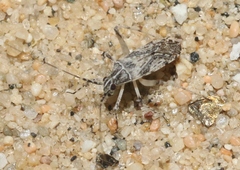 Phytocoris pulchricollis