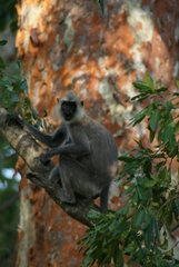 Semnopithecus priam thersites