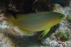 Pseudochromis fuscus
