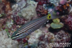 Cheilodipterus artus