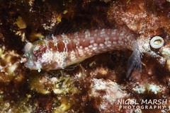 Crossosalarias macrospilus