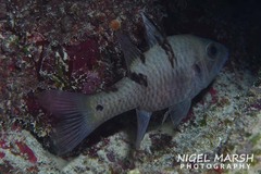 Pristicon trimaculatus