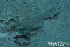 Ctenogobiops mitodes