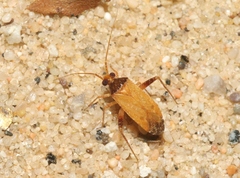 Phytocoris ramosus