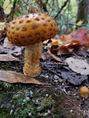 Hemistropharia