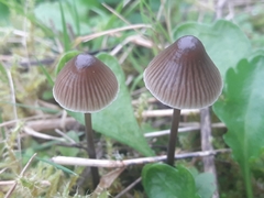 Mycena aetites