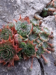 Sempervivum