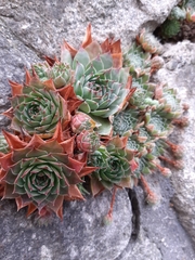 Sempervivum