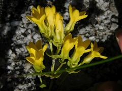 Sebaea sulphurea