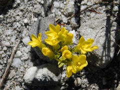 Sebaea sulphurea