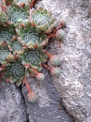 Sempervivum