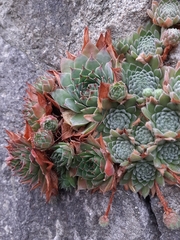 Sempervivum