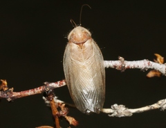 Eremoblatta subdiaphana