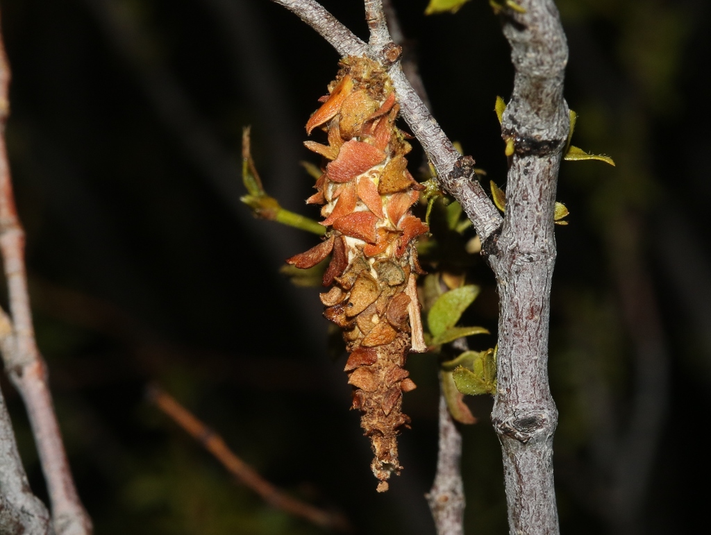 Creosote Bush Bagworm