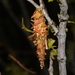 Creosote Bush Bagworm - Photo (c) James Bailey, some rights reserved (CC BY-NC), uploaded by James Bailey