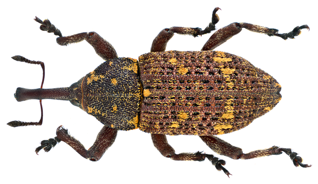 Banded Pine Weevil