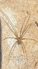 Psilochorus pullulus