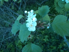 Crataegus pruinosa