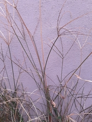 Digitaria sanguinalis