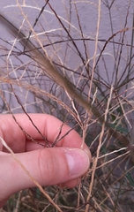 Digitaria sanguinalis