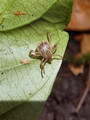 Amblyomma cajennense